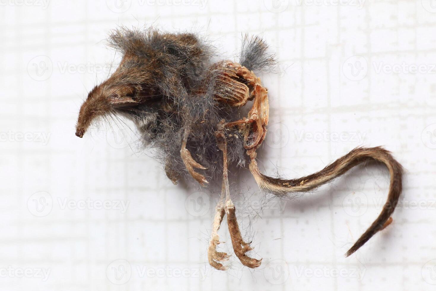 Decomposed remains of a small mouse with visible bones and fur details photo
