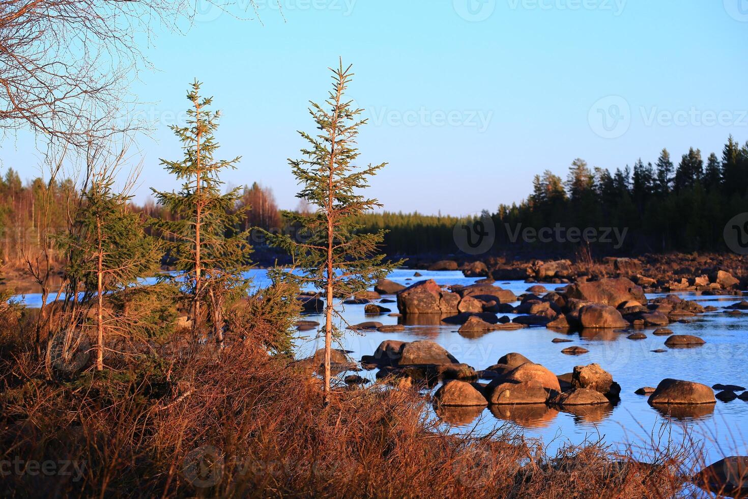 Scattered river boulders with young pine trees and a dense forest backdrop under blue sky photo