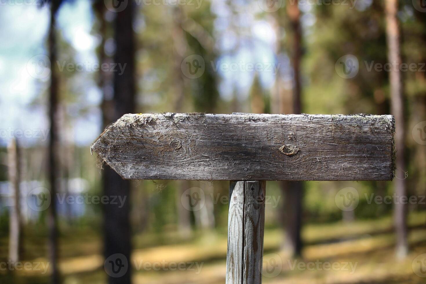 Weathered wooden signpost pointing through a quiet forest path with blurred background photo