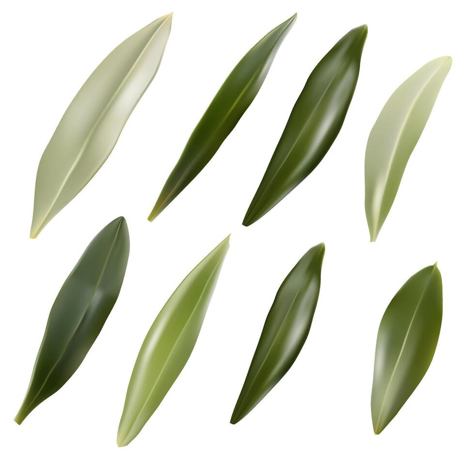 Different green leaf shapes and colors vector