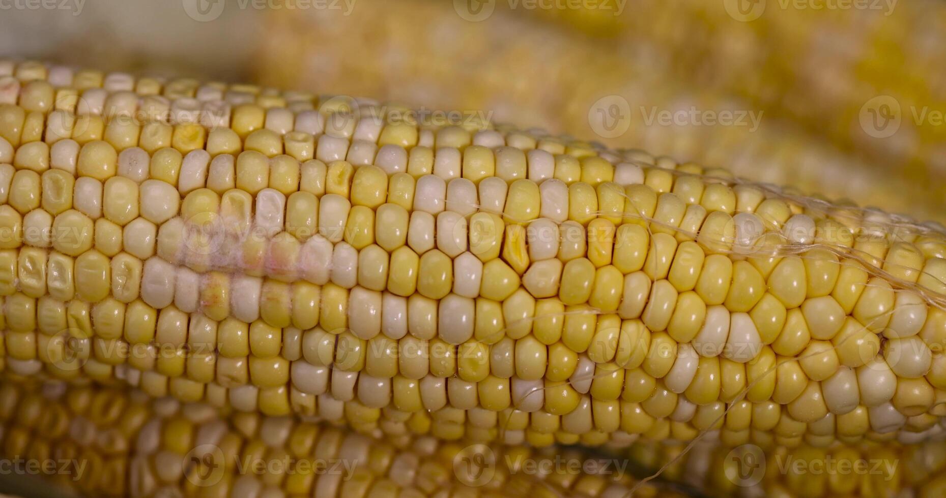 yellow grains covered with mold on a corn cob due to improper storage, spoiled sweet corn cobs with ripe grains photo
