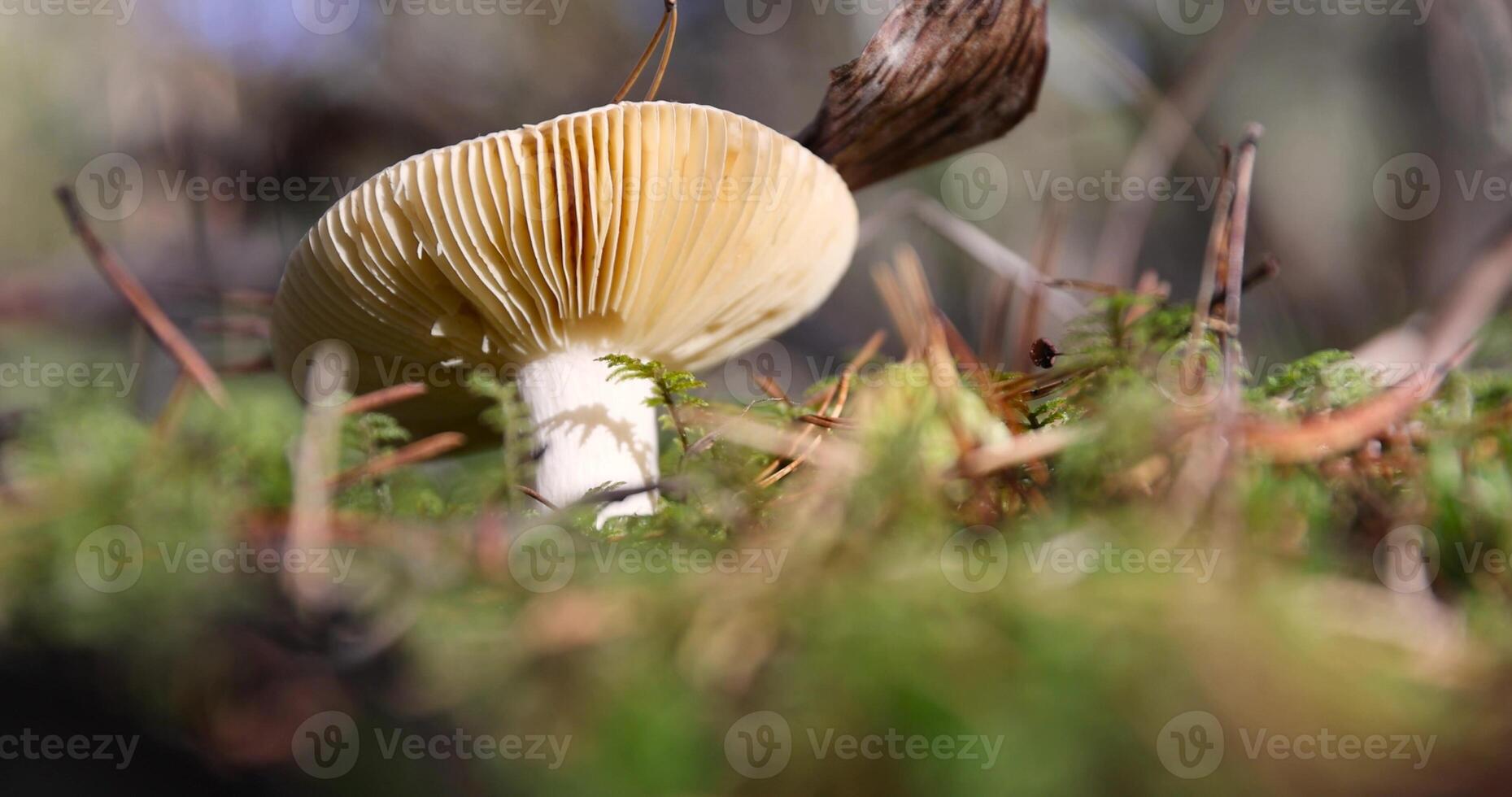 an edible mushroom in the autumn season in the forest photo