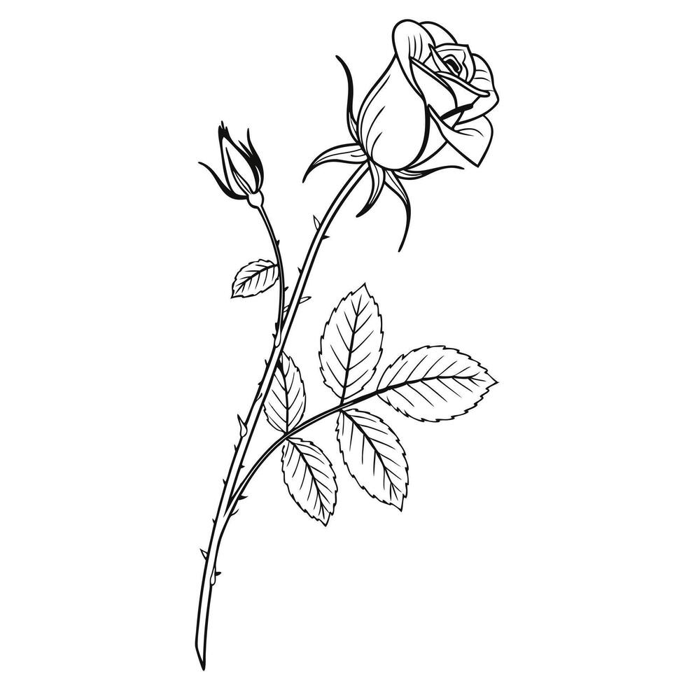 Black and White Rose Stem with Bud and Leaves flower vector