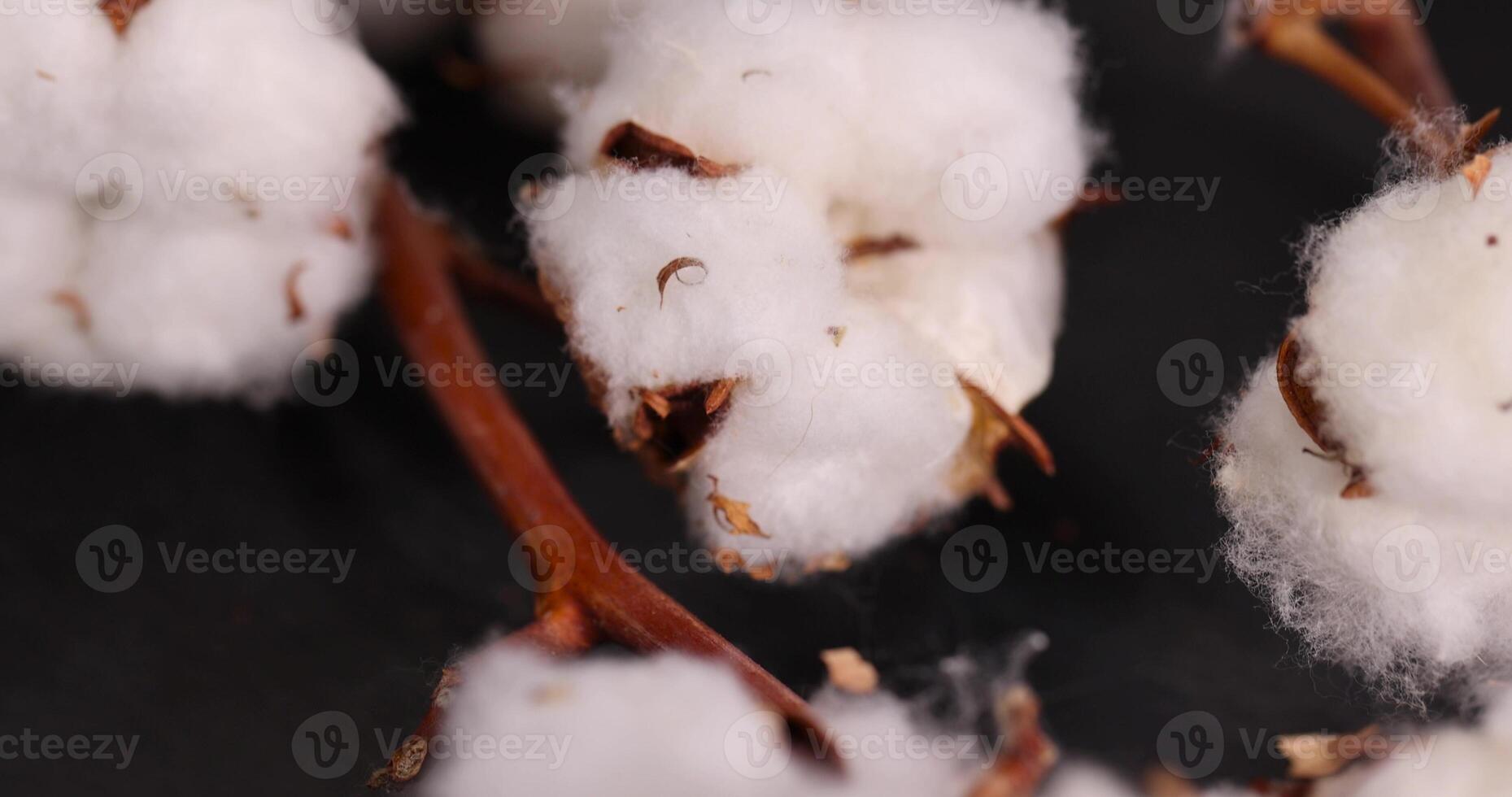a dried flower of natural cotton on a black background photo