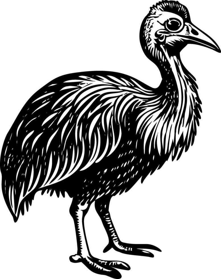A vintage style illustration showing cassowary bird vector