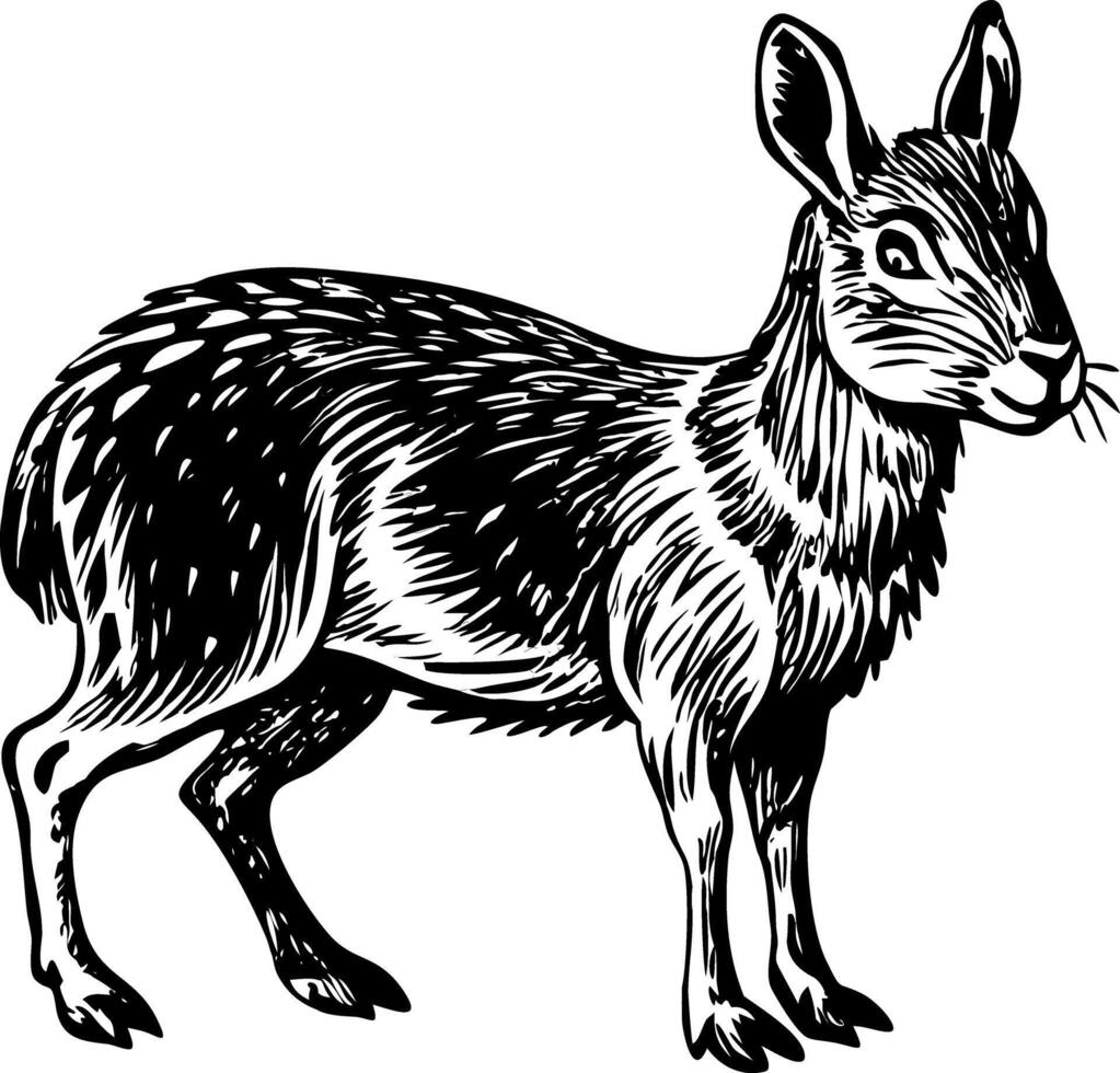 A vintage style illustration showing patagonian mara vector