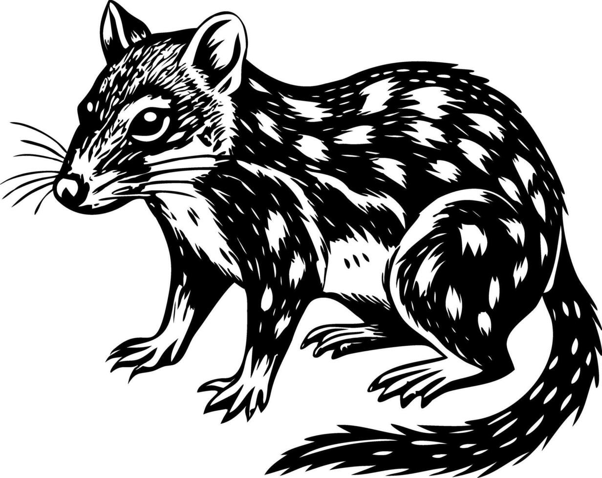 A vintage style illustration showing quoll vector