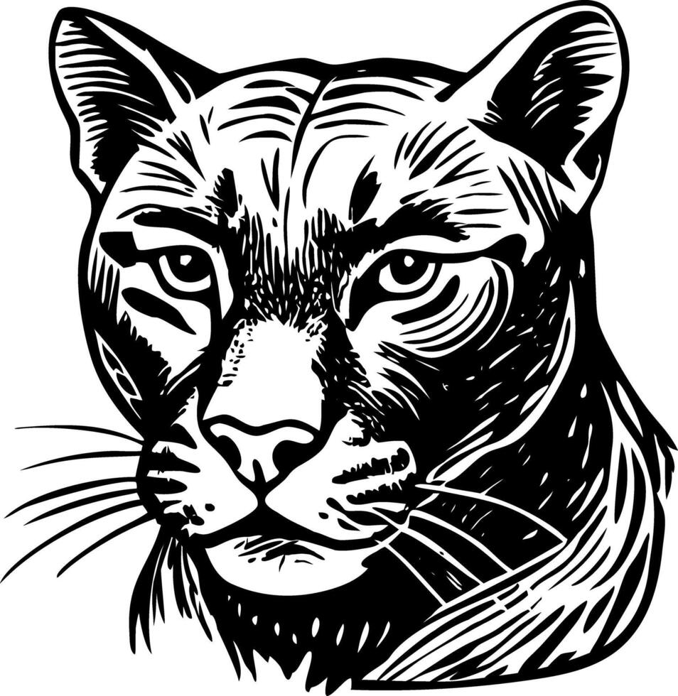 A vintage style illustration showing mountain lion vector