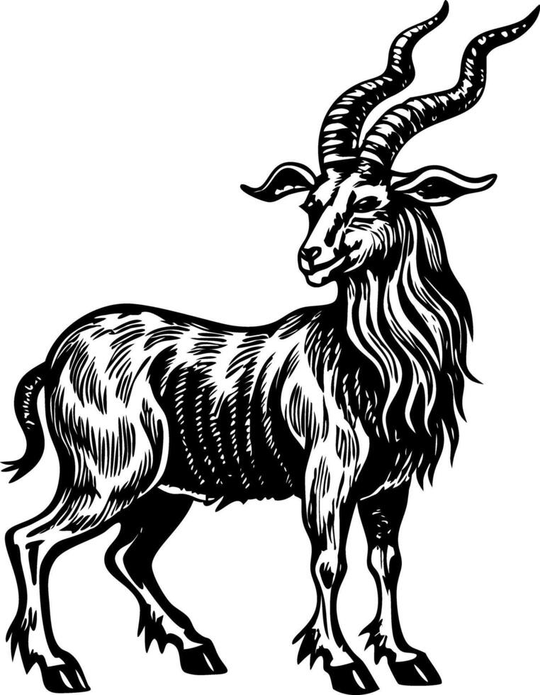 A vintage style illustration showing markhor vector