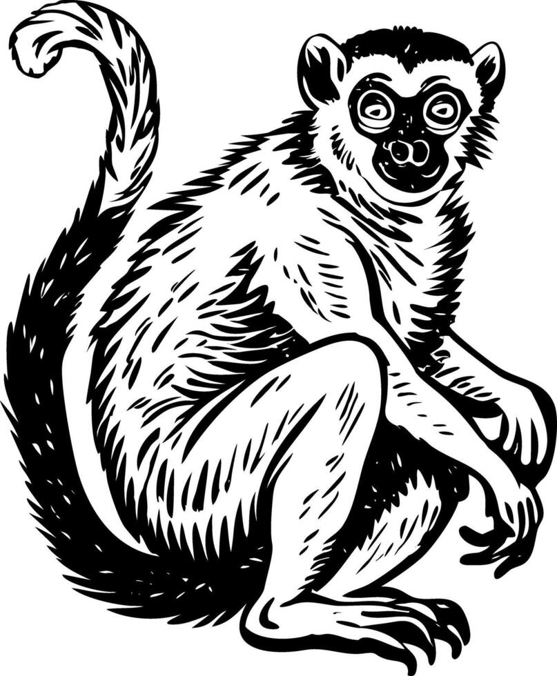 A vintage style illustration showing sifaka vector