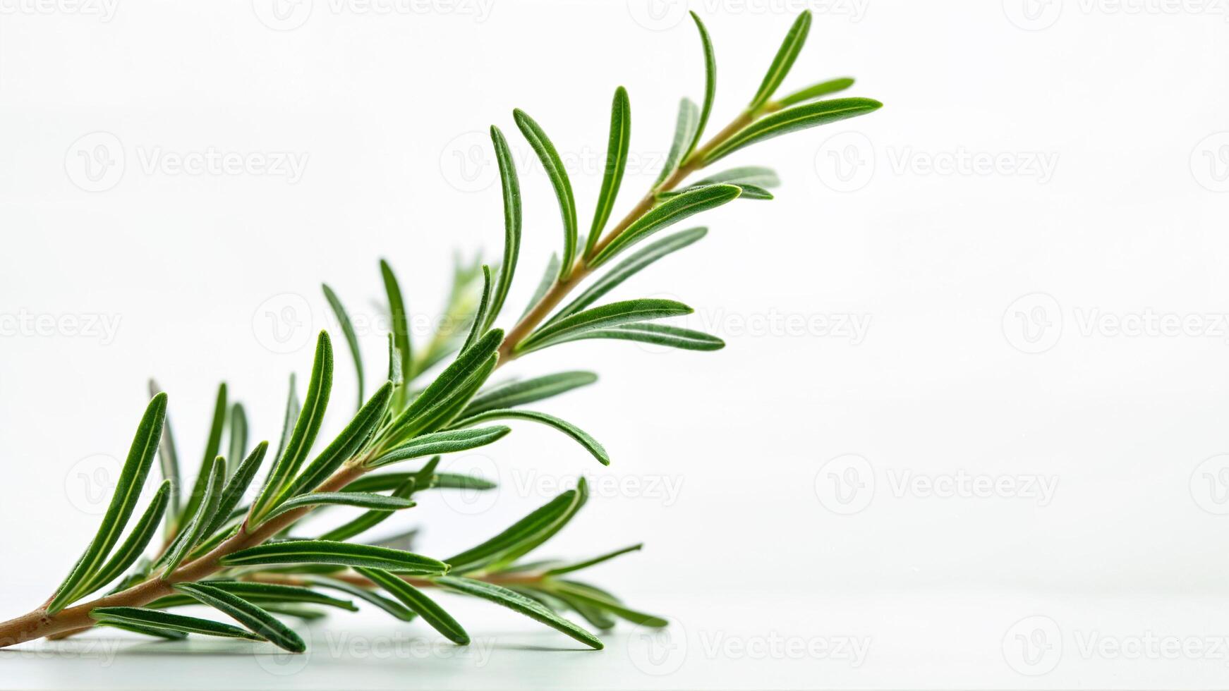 Rosemary sprig on white background photo