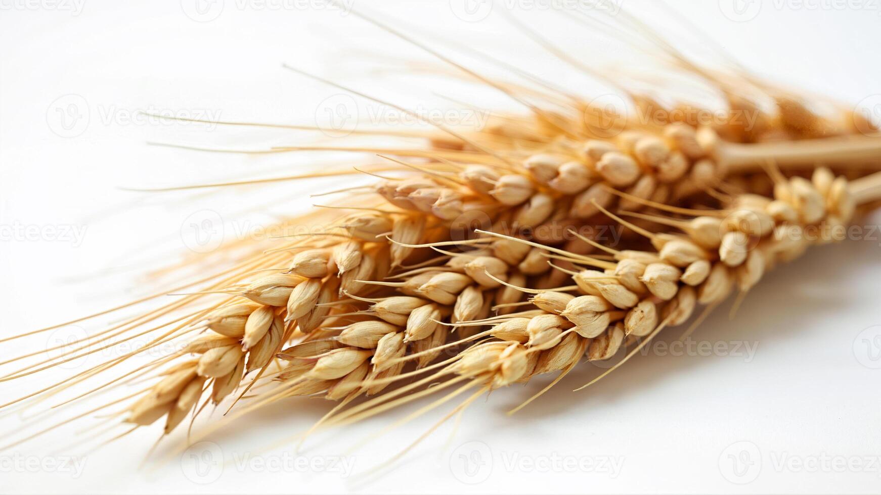 Fresh Wheat Grains on White Background photo