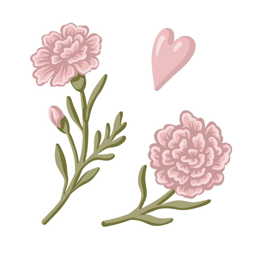 Carnation flower set with heart in pink and green tones. Hand drawn cartoon illustration shows blooming dianthus in vintage floral style. Ideal for card invitation, birthday and nature design. vector