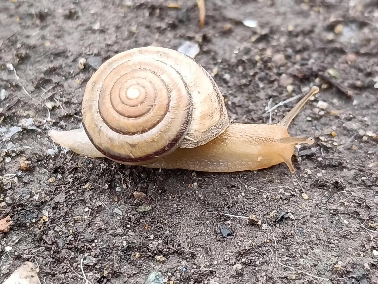 A snail crawls on wet ground after rain photo