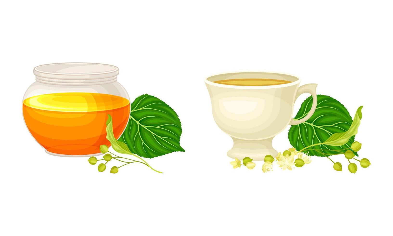Linden or Tilia Cordata Honey in Jar and Brewing Tea in Cup with Blossom Nearby Set vector