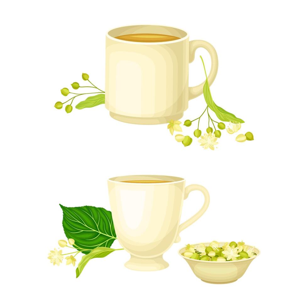 Linden or Tilia Cordata Brewing in Cup with Blossom Nearby Set vector