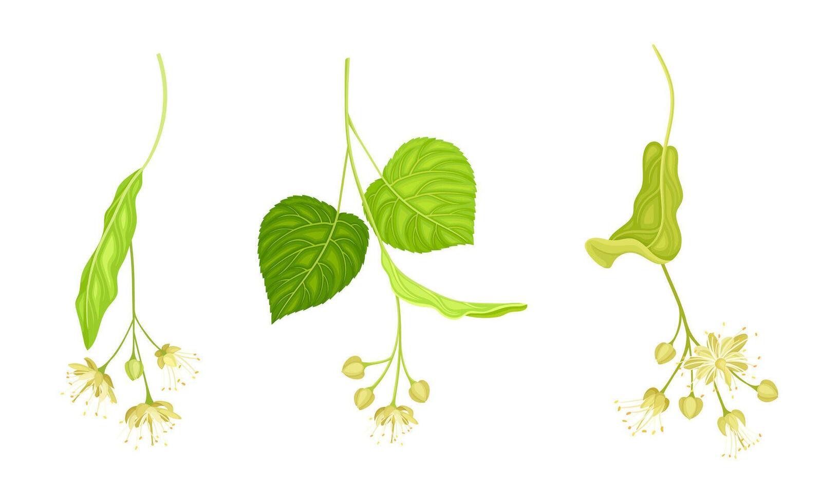 Twigs of blooming linden with green leaves and white flowers set illustration vector