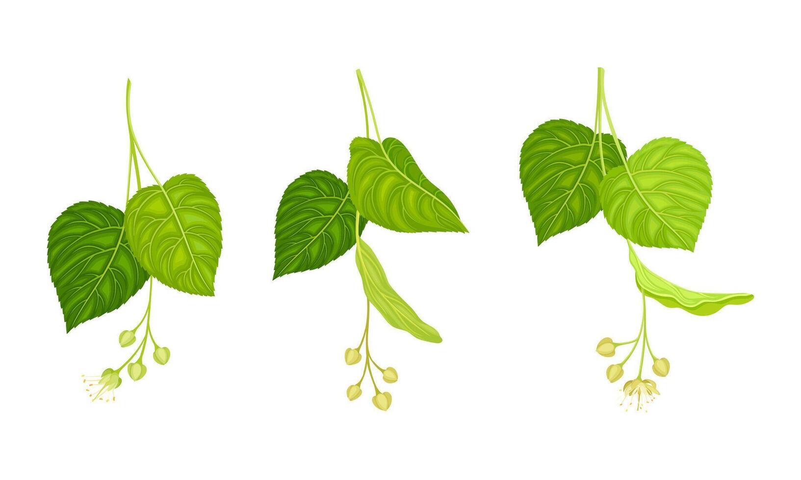 Twigs of blooming linden. Tilia europaea branches with white flowers illustration vector