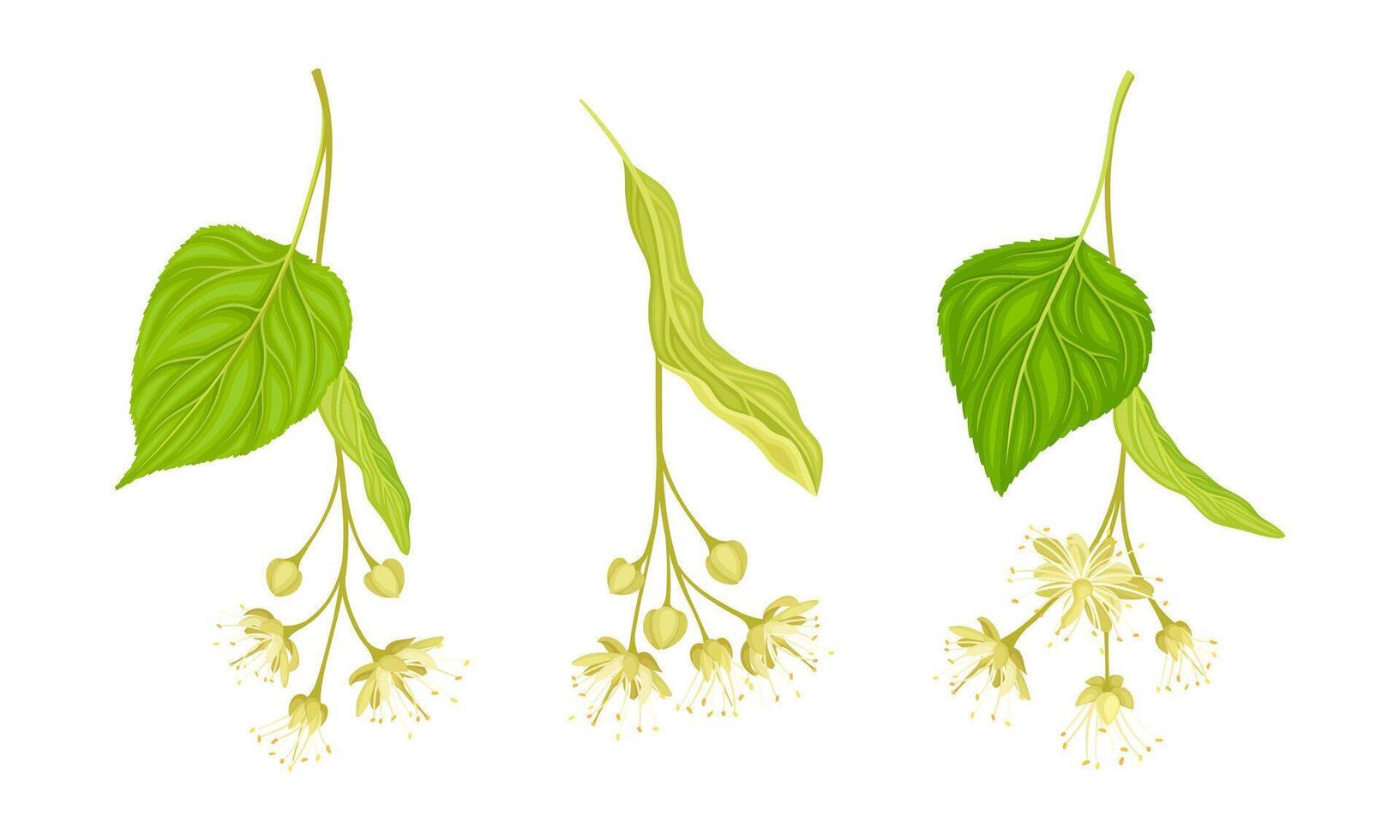 Set of blooming linden twigs with green leaves and small white flowers illustration vector