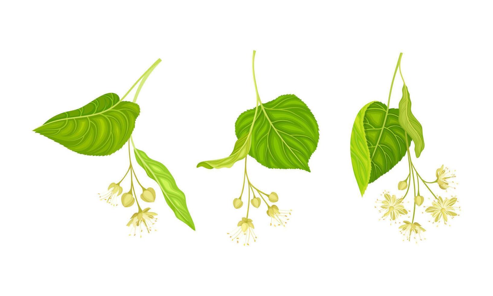 Set of blooming linden twigs with green leaves and small white flowers. Tilia europaea branches illustration vector