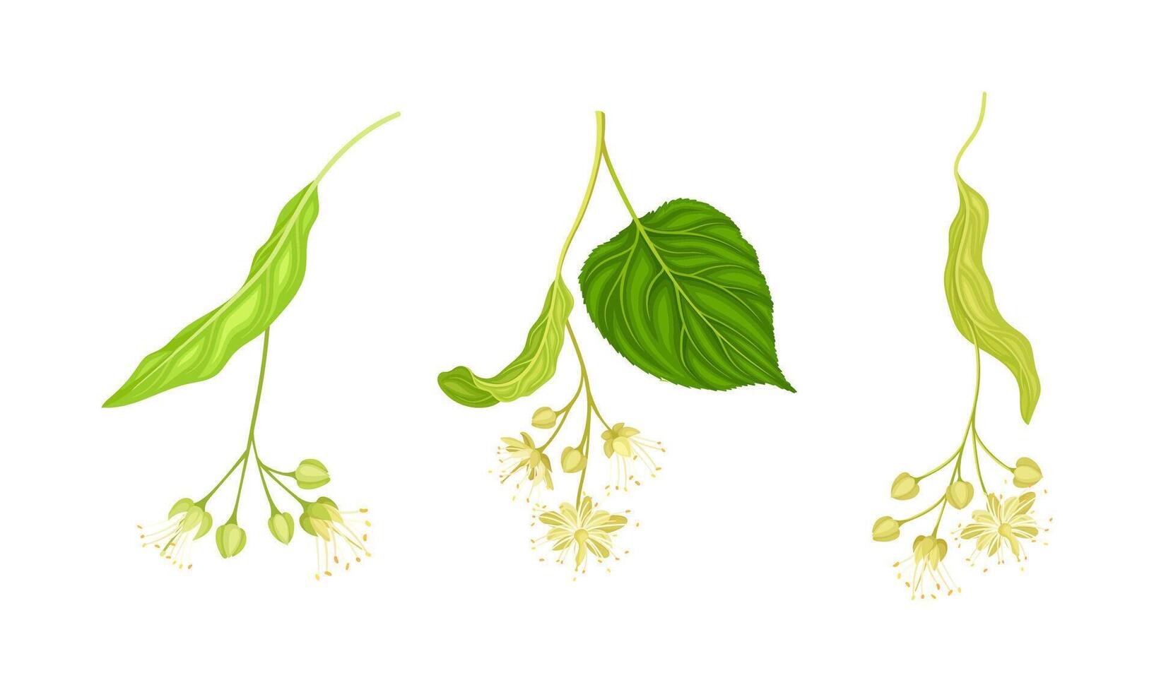 Blooming linden twigs with small white flowers set. Tilia cordata blossoming branches illustration vector
