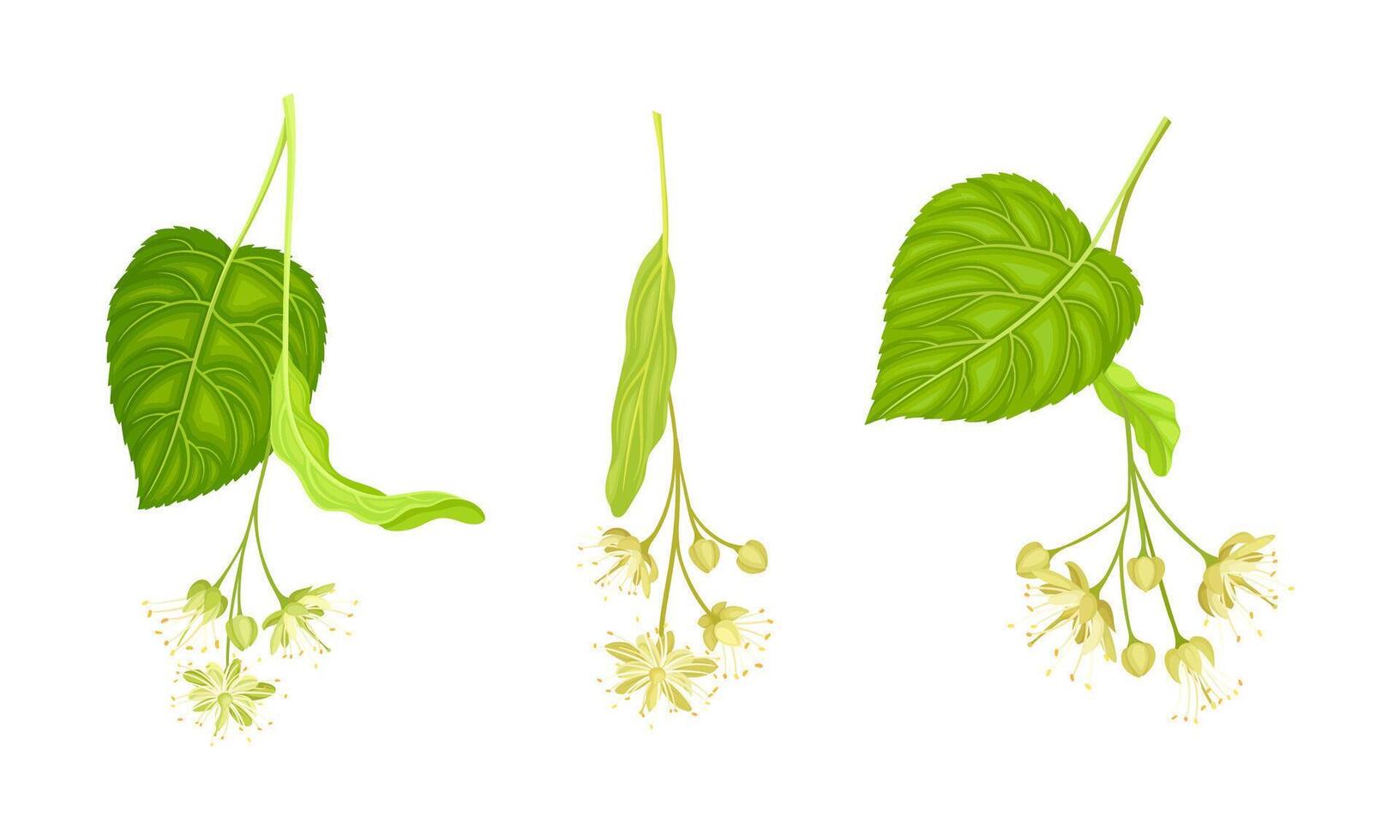 Set of blooming linden twigs with green leaves and small white flowers. Tilia cordata blossoming branches illustration vector