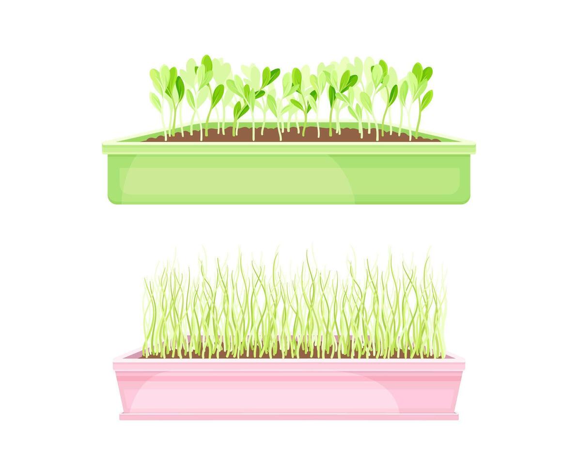 Microgreens in boxes set. Organic herb plants for healthy nutrition illustration vector