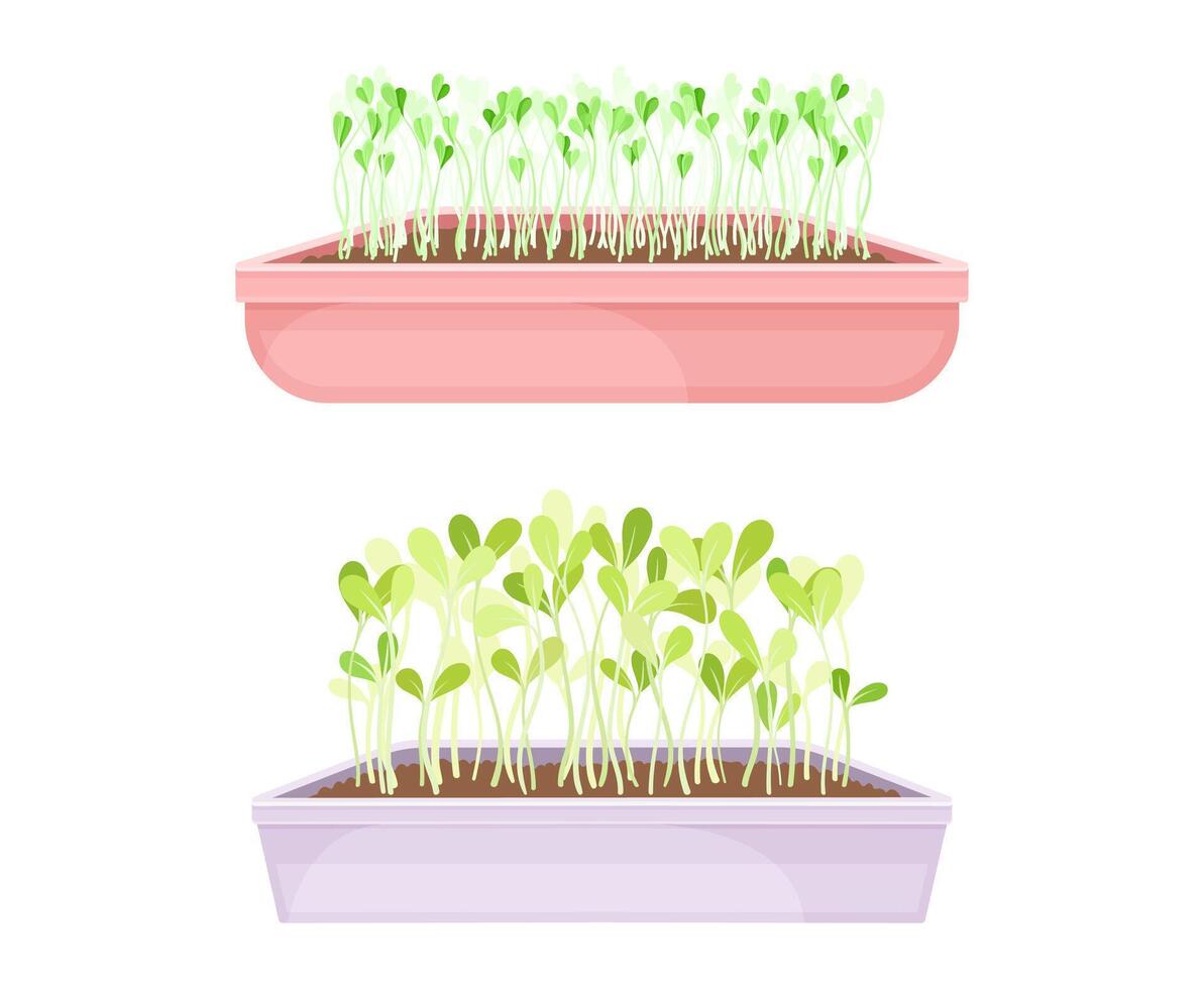 Microgreens in boxes set. Organic sprouted edible herb plants for healthy nutrition illustration vector