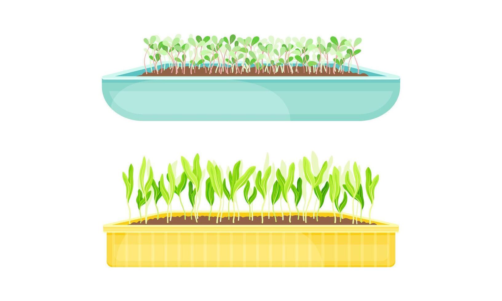 Potted microgreens set. Organic sprouted edible herbs for healthy nutrition, vegetarian superfood illustration vector