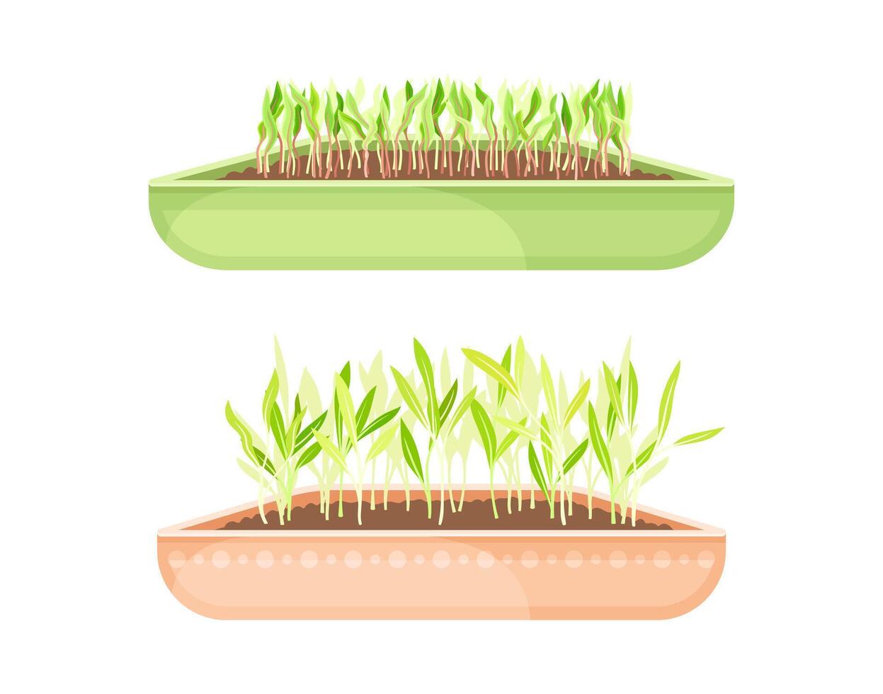 Microgreens in boxes set. Organic sprouted edible herbs for healthy nutrition, vegetarian superfood illustration vector