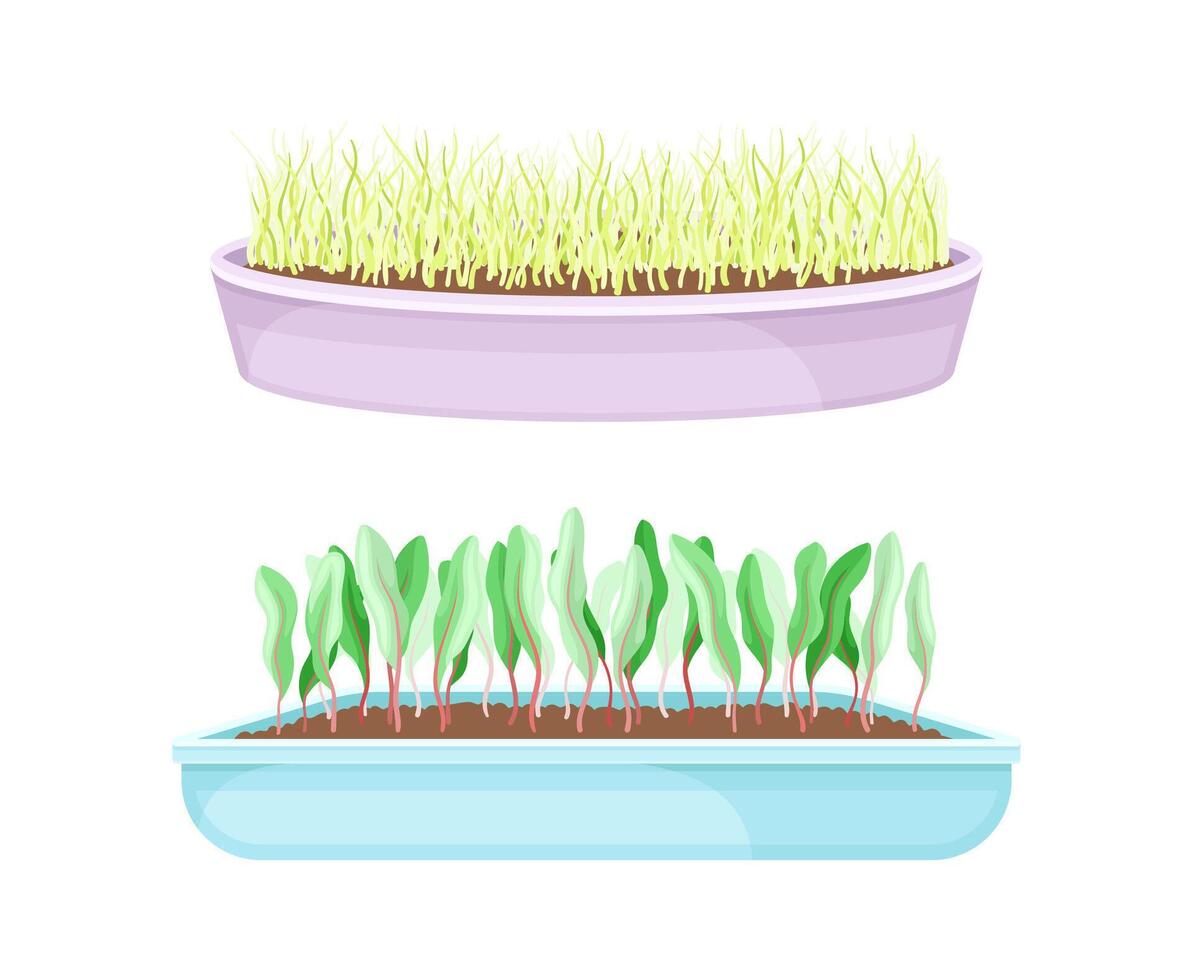 Potted microgreens set. Sprouted edible herbs for healthy nutrition in boxes, vegetarian superfood illustration vector