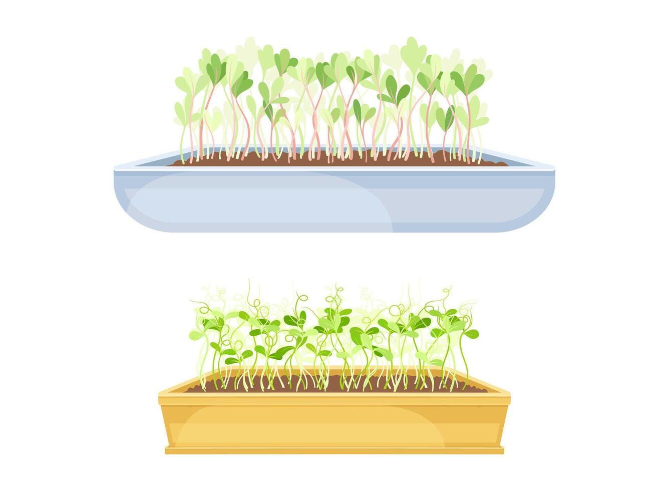 Edible potted microgreens in eco boxes set. Sprouted herbs for healthy nutrition, vegetarian superfood illustration vector