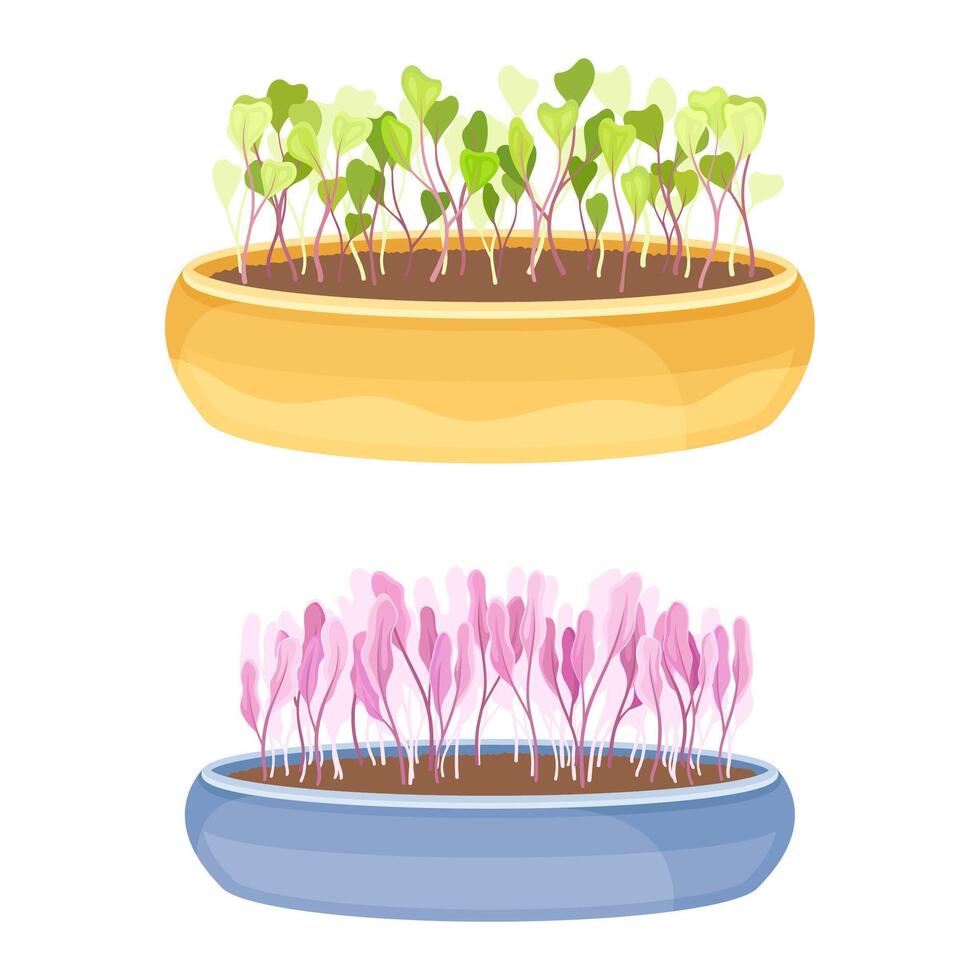 Edible fresh microgreens in boxes set. Herb sprouts for healthy diet, vegetarian superfood illustration vector