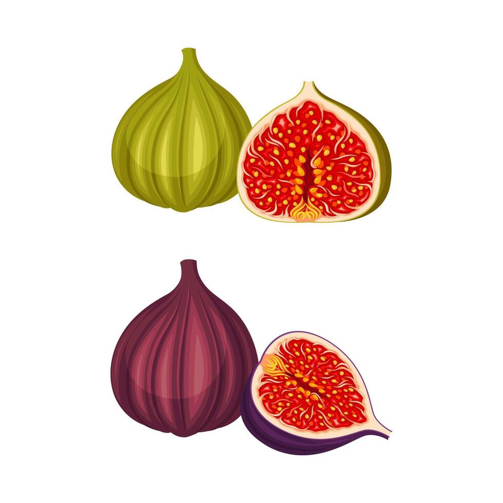Fig tropical fruit set. Whole and half purple and green fruit for healthy diet illustration vector