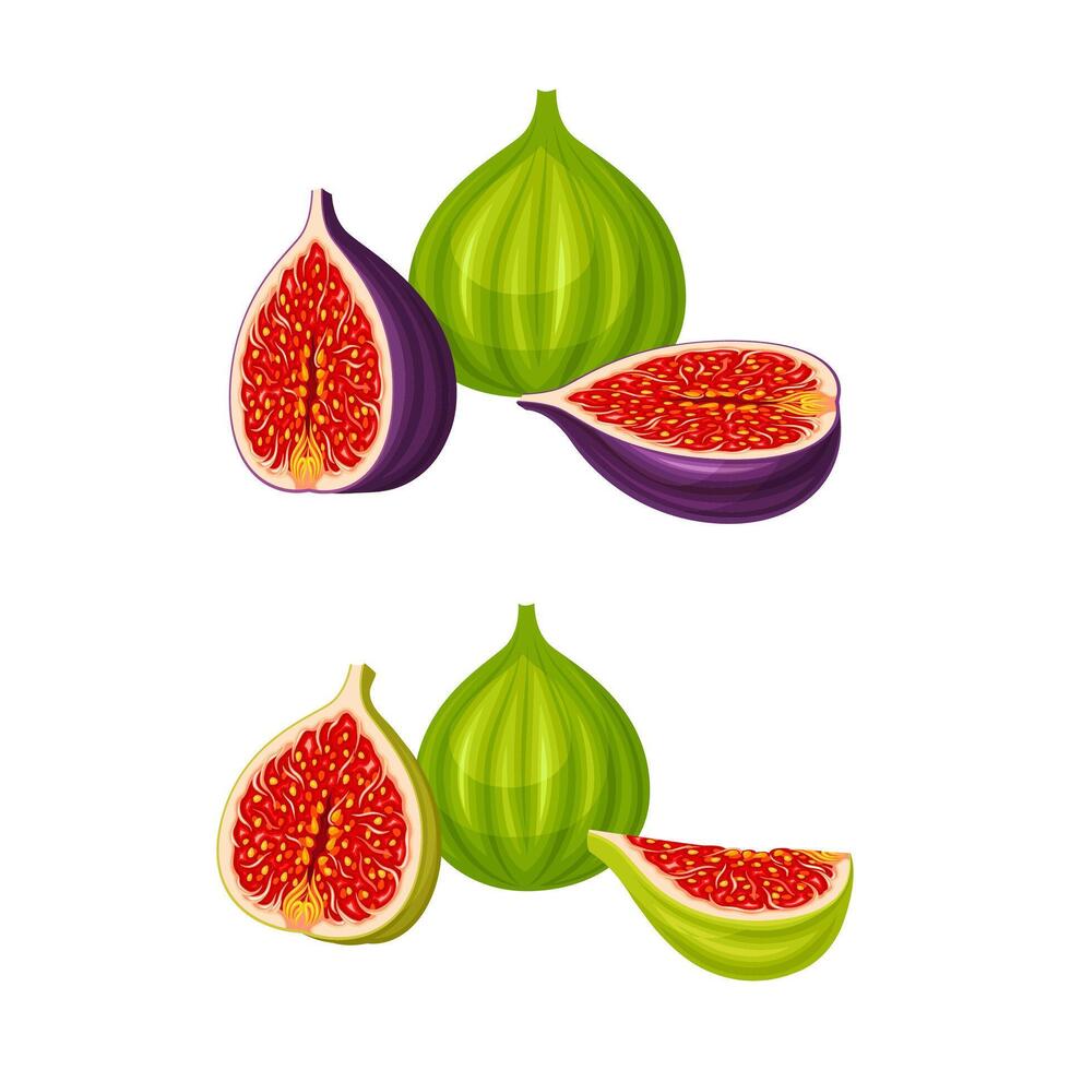 Fig tropical fruit set. Whole and sliced green and purple exotic fruit for healthy diet illustration vector