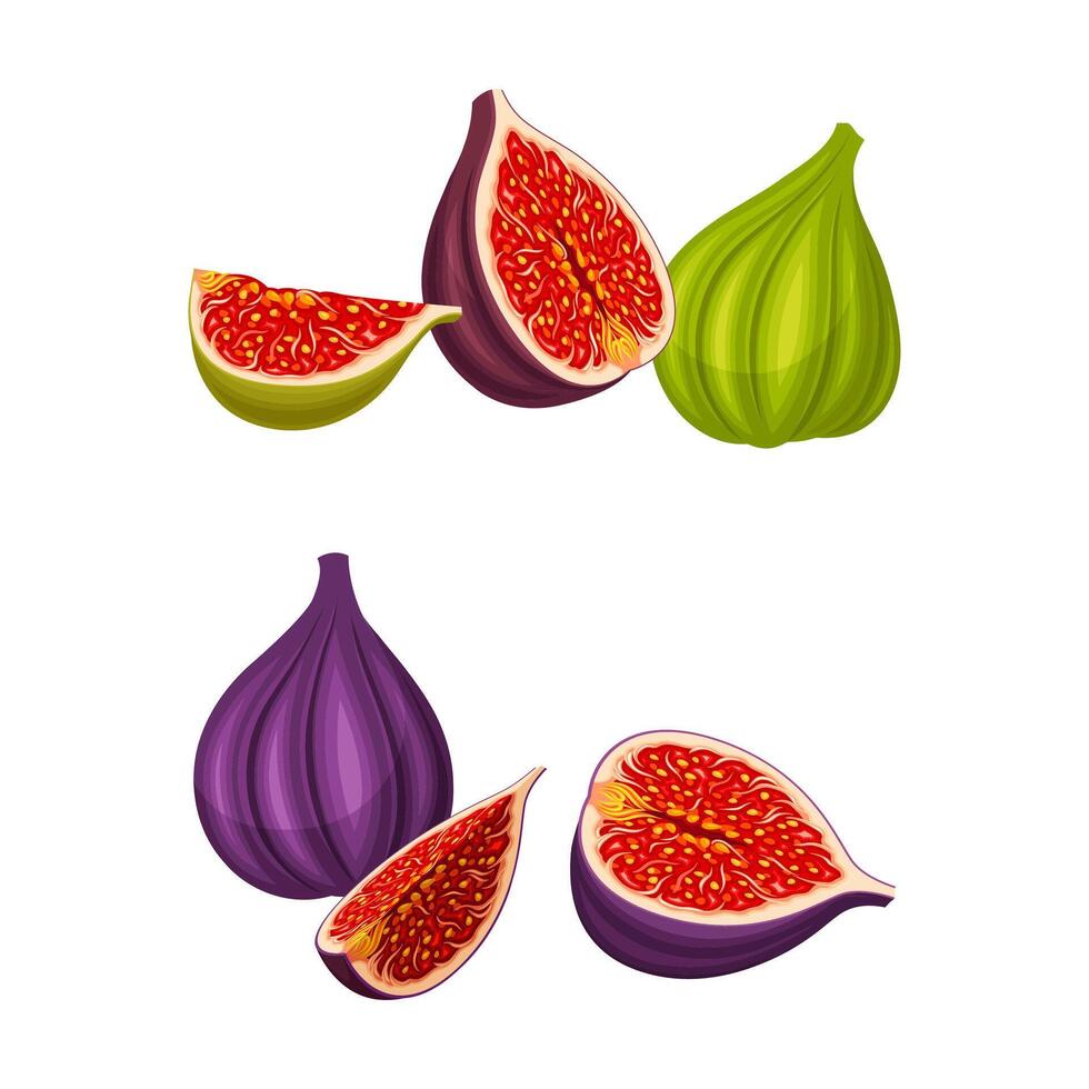 Fig tropical fruit set. Whole and sliced ripe fruit for healthy diet illustration vector