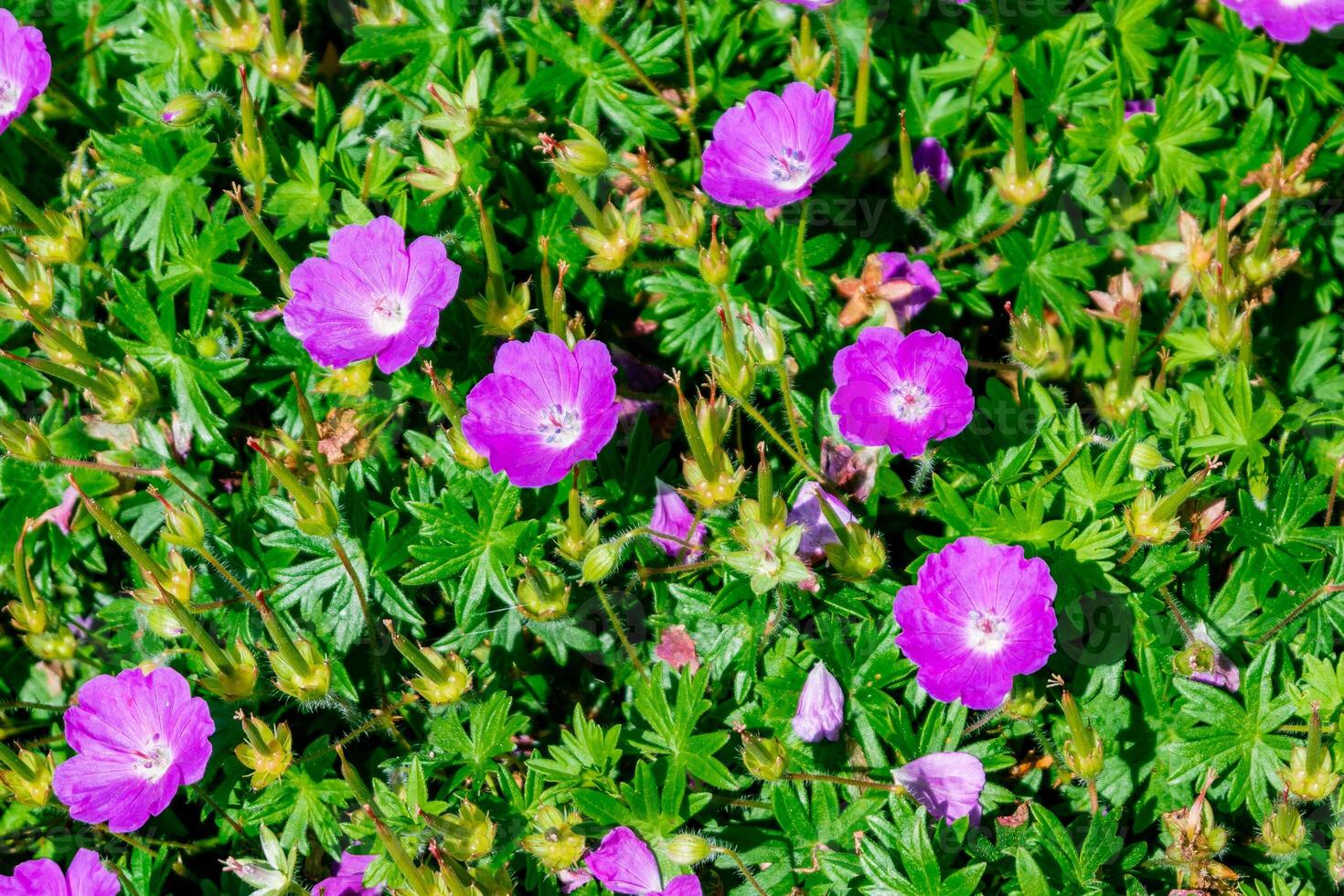 Vibrant pink wildflowers bloom beautifully, showcasing rich colors in a scenic landscape photo