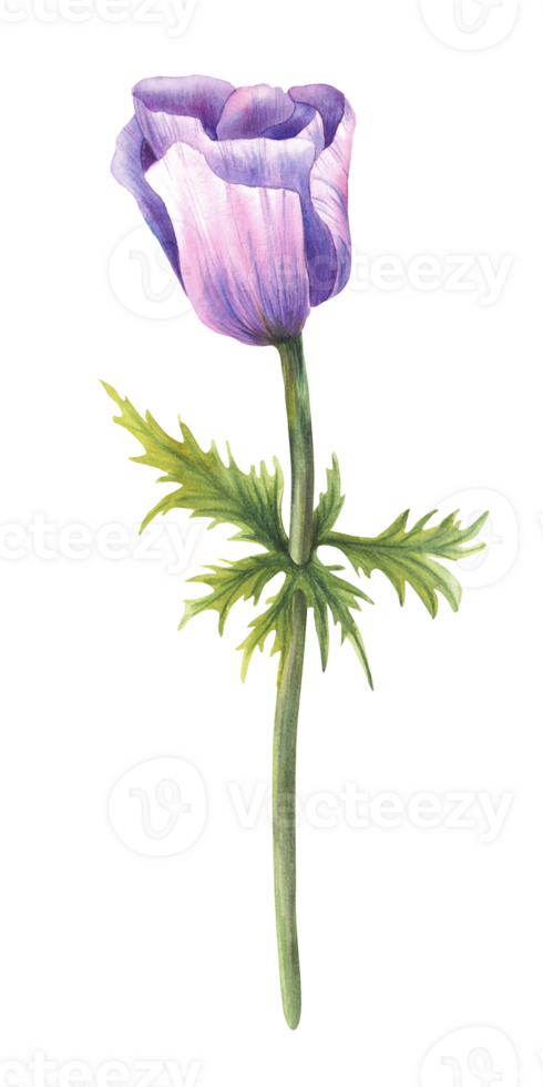 Anemone flower with stem and green leaves. Pink and purple bud on isolated background. Watercolor hand painted botanical illustration. Greeting, wedding cards realistic floral element. Summer clipart png