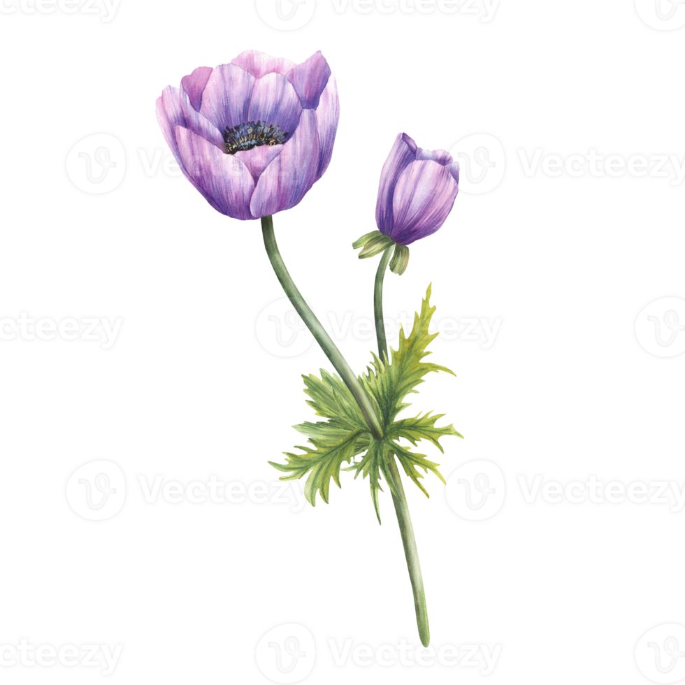 Purple anemone flower with lilac realistic bud, stem and leaves. Floral violet plant perfect for invitations, greeting, wedding card. Hand painted in watercolor isolated from background clipart png