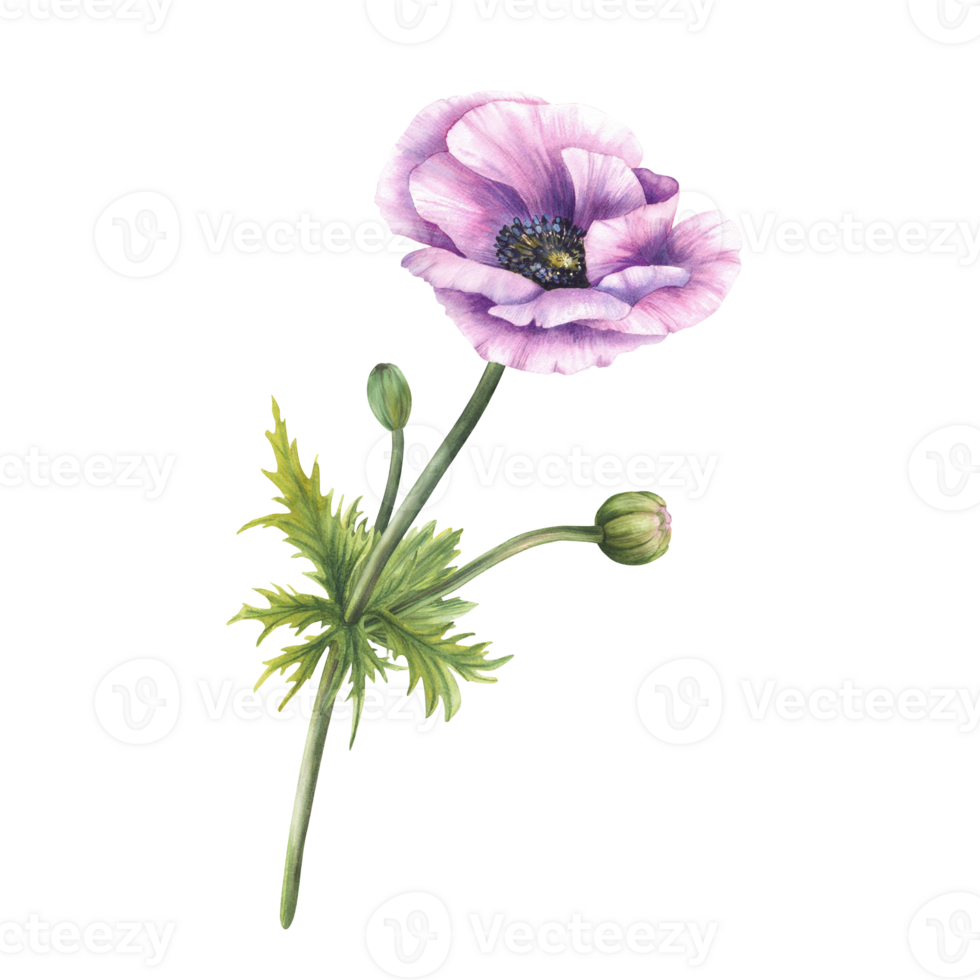 Single purple anemone flower with buds and leaves. Hand painted in watercolor. Perfect for wedding invitations, greeting card, textiles, packaging, designs. Isolated from background floral clipart png