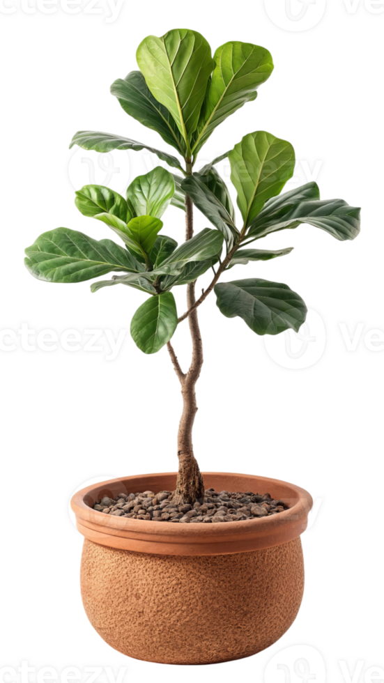 Fiddle leaf fig plant in terracotta pot isolated on transparent background png