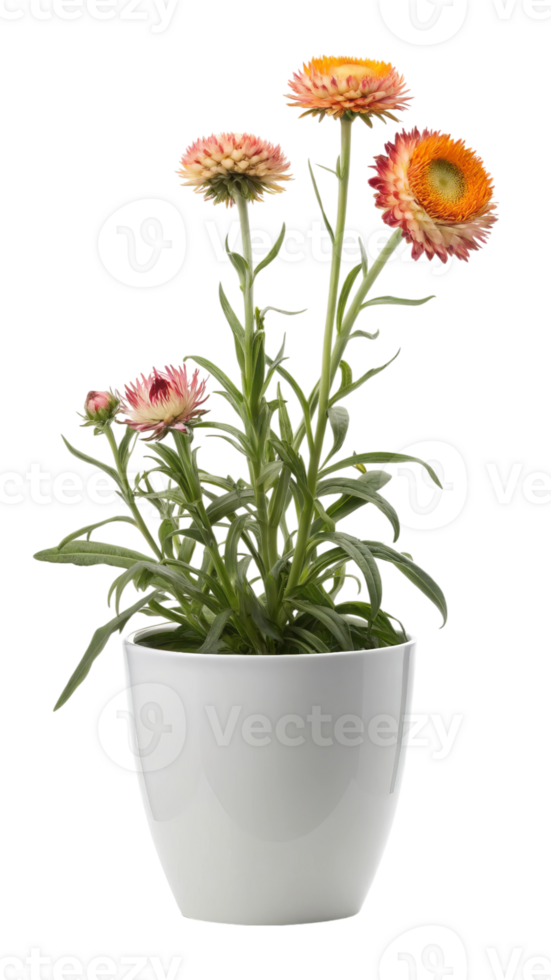 Helichrysum bracteatum flowers in white pot isolated on transparent background png