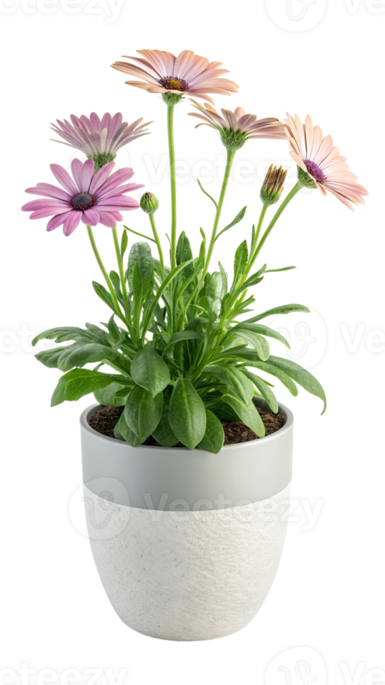 Osteospermum flower pot plant isolated on transparent background png