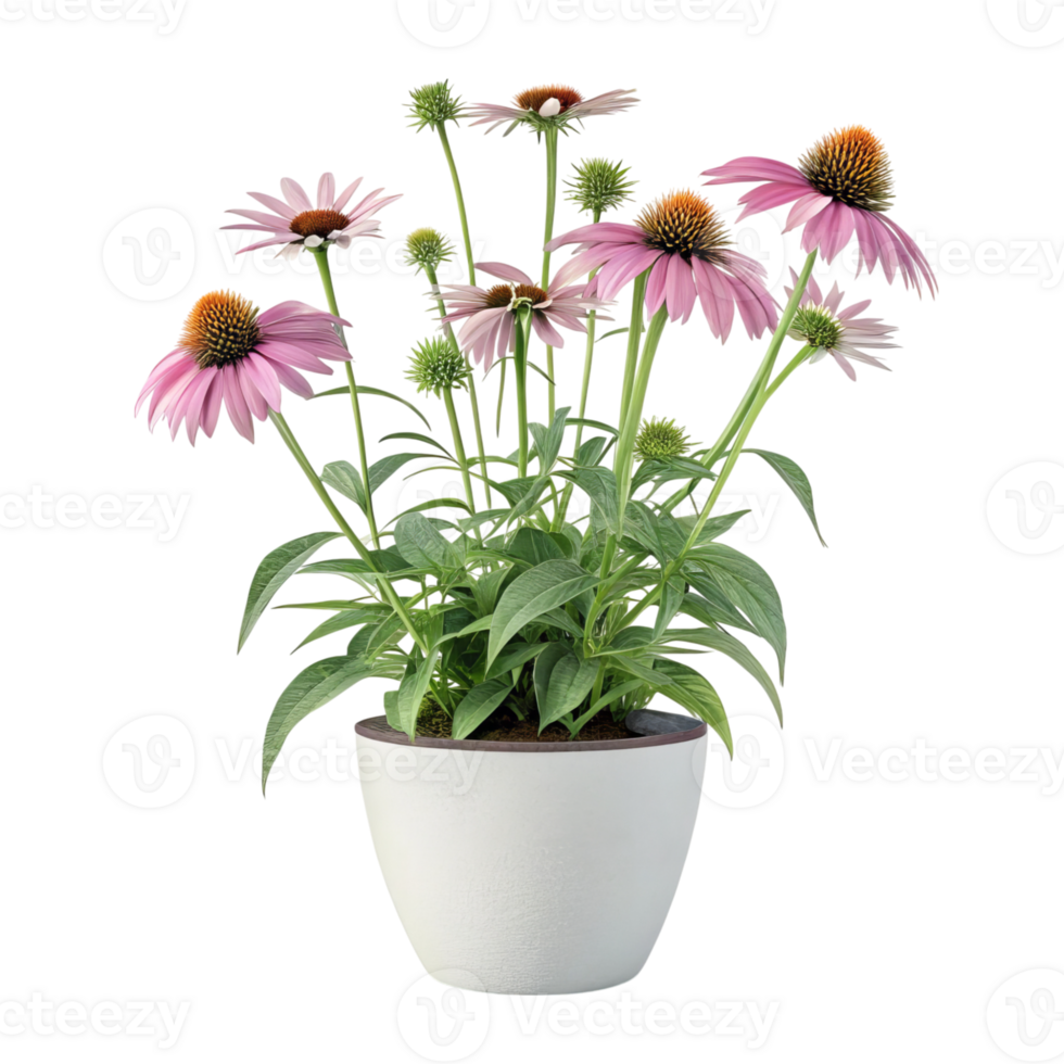 Potted echinacea flowers isolated on transparent background png