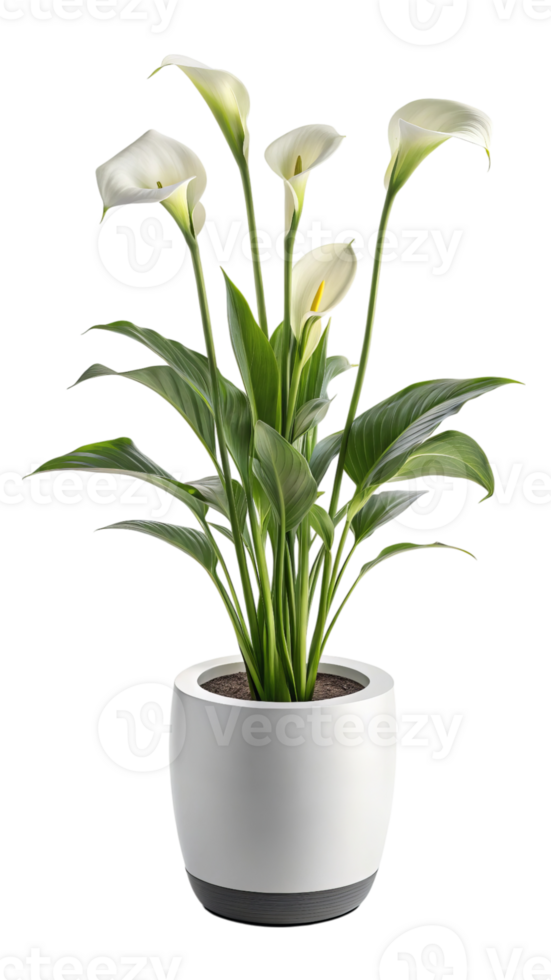 White calla lilies in modern pot isolated on transparent background png