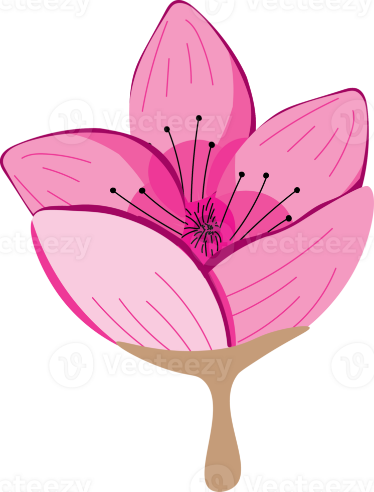 Pink Sakura Flowers in Full Bloom png