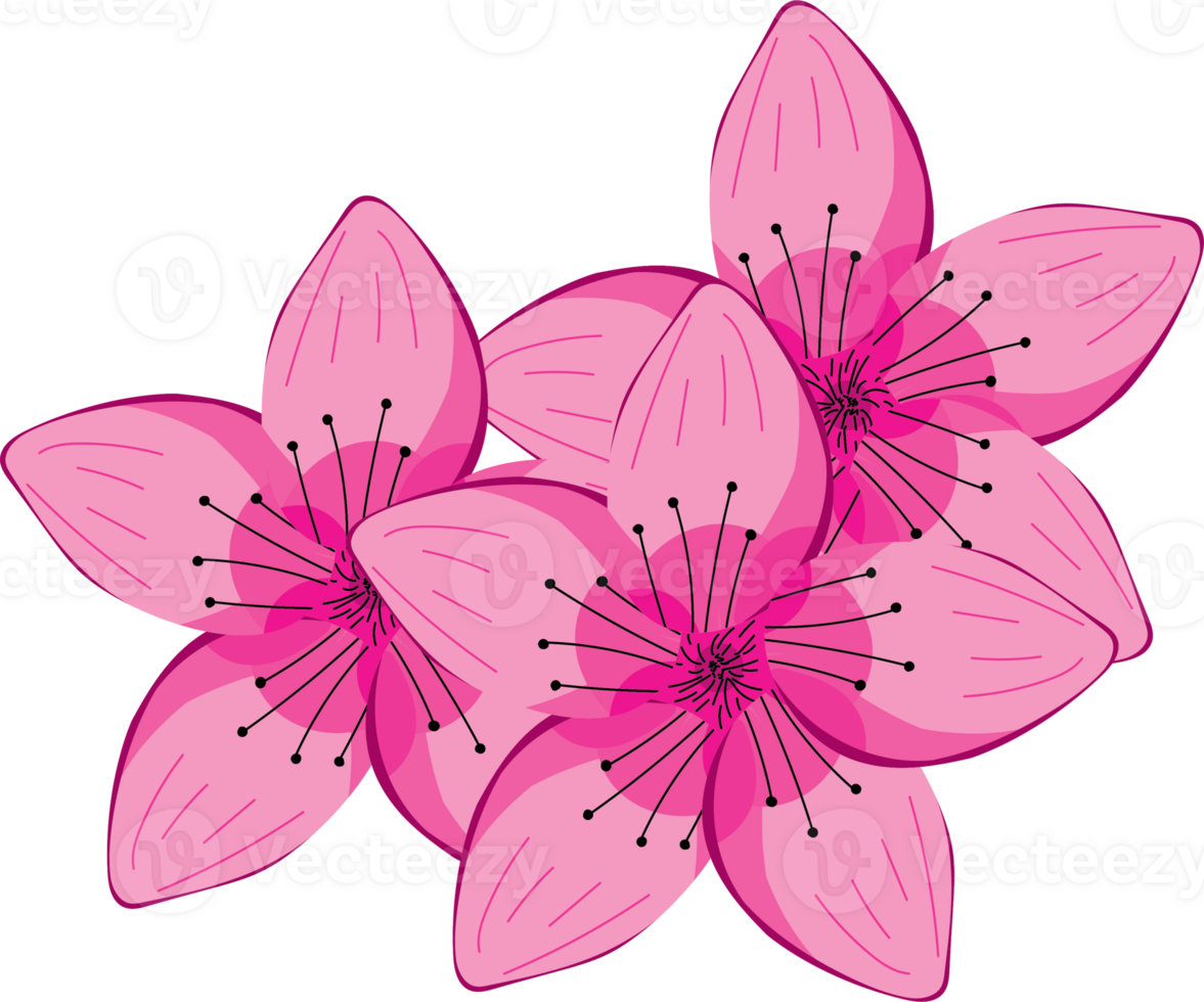 Soft Pink Sakura Flowers Isolated on White png