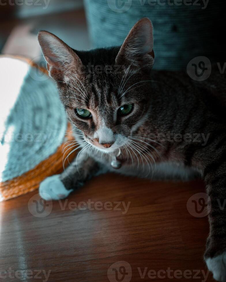 Cat laying on a floor photo