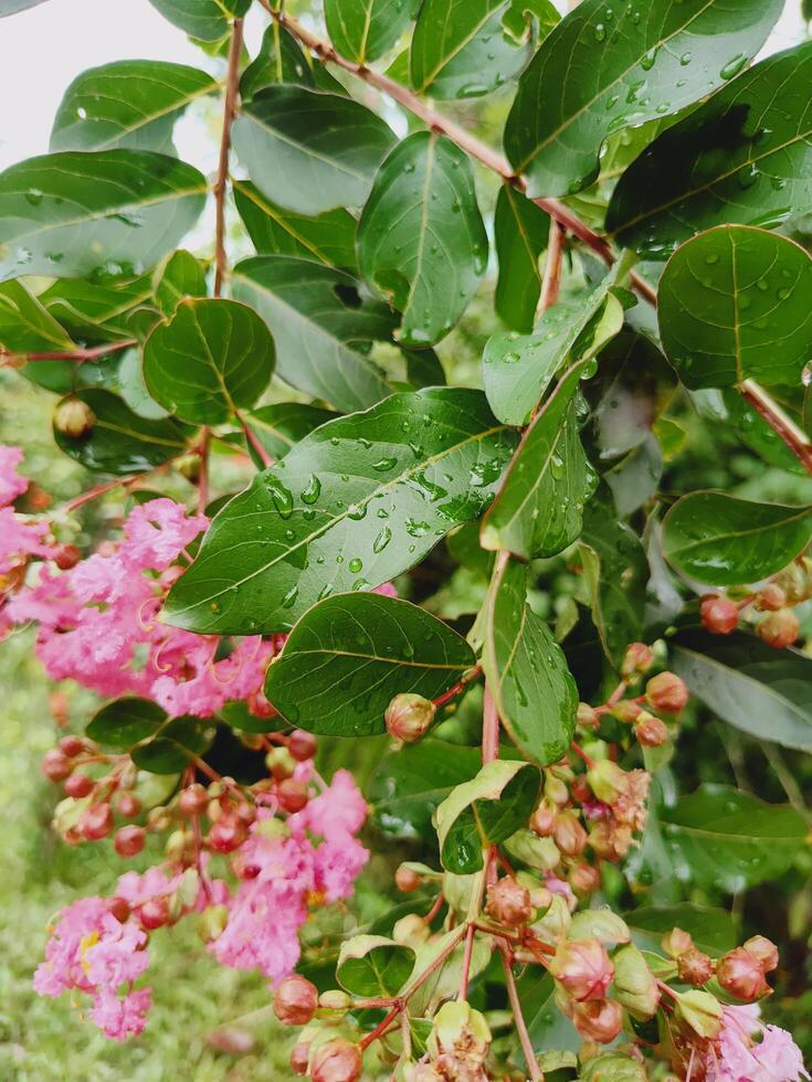 Crape Myrtle plant featuring rich pink blossoms and glossy green foliage with raindrops, photographed in soft daylight, expressing the delicate beauty of nature after a gentle rain. photo