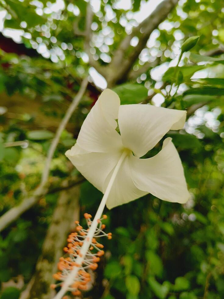 White hibiscus in bloom, photographed from below, featuring striking petals and stamen detail, framed by a smooth green and brown forest backdrop. photo